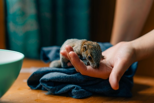 Photo girl holding a little squirrel in her hand