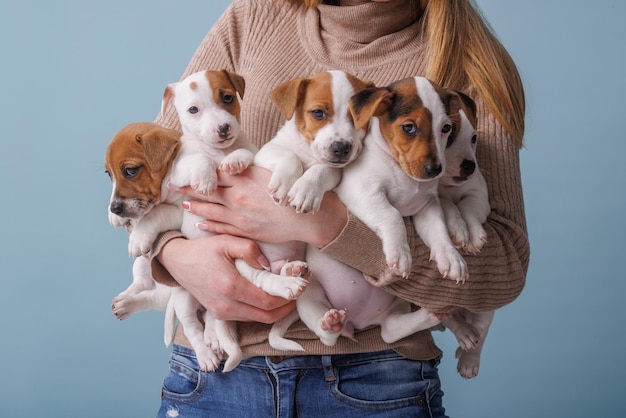 Girl holding a lot of jack russell terrier puppies on a blue background