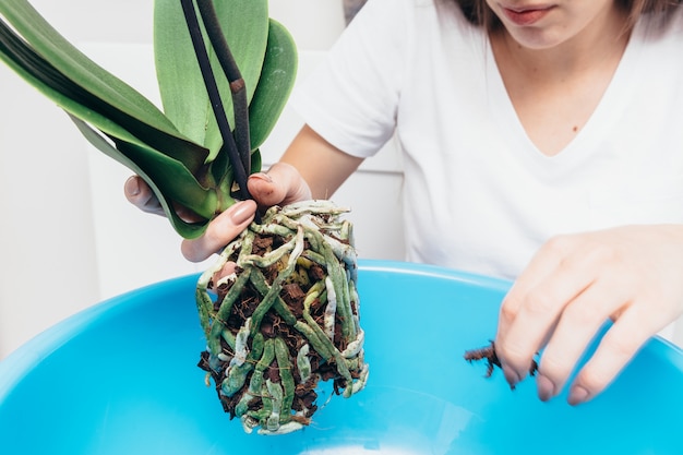 Girl holding orchid flower's root