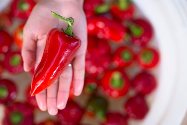 girl holding a red pepper in her hand