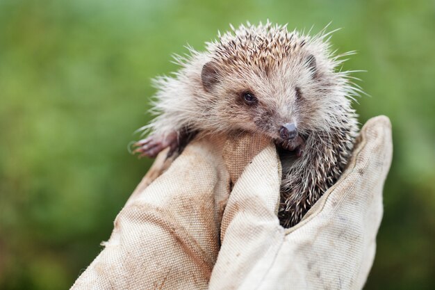 Girl holding a small hedgehog in tight gloves