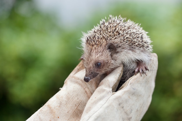 Girl holding a small hedgehog in tight gloves