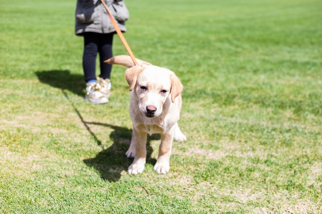 ひもに小さなラブラドール子犬を持って女の子