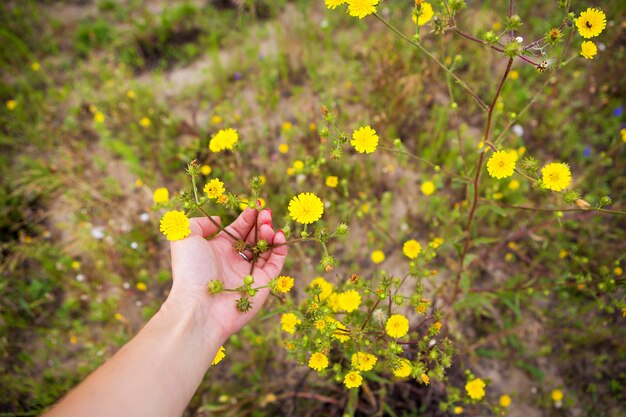 Girl holding small yellow flowers in her hands