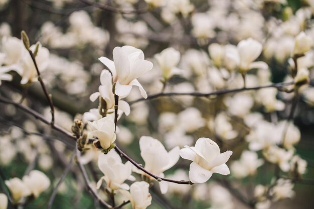 Girl holding a spring magnolia in the park