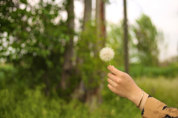 Photo a girl holds a dandelion in her hand.