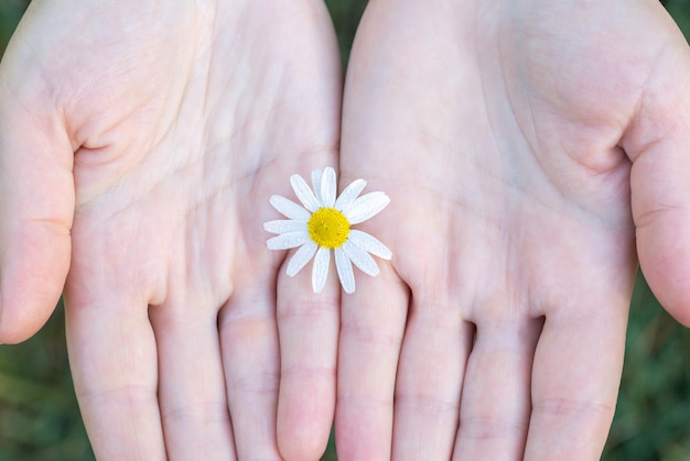 女の子が手にカモミールの花を持っています