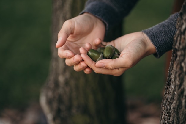 The girl holds green acorns in her hands. Close up shot of hands with acorns.