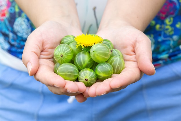 The girl holds a handful of ripe green gooseberries in her hands