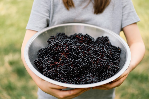 Girl holds in hands clusters fruit black elderberry sambucus nigra black elder european black elderb...