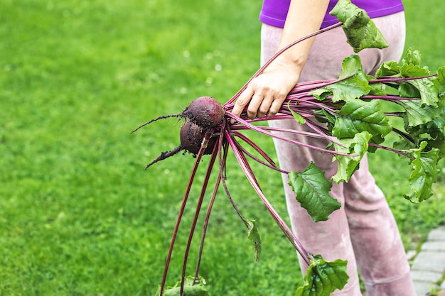 The girl holds in her hand a bunch of beets plucked from the garden