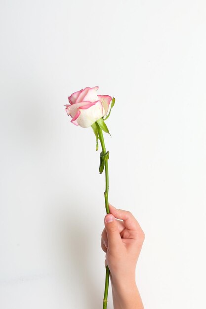 Photo girl holds one carnation in her hand on a white background