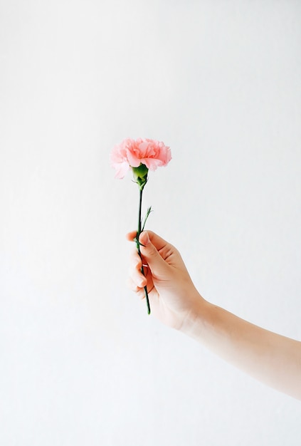 Girl holds one carnation in her hand on white