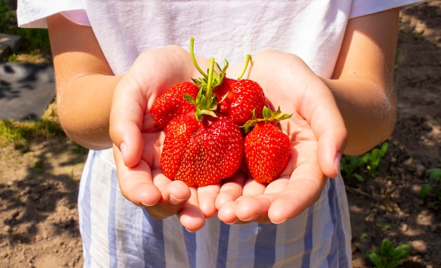 소녀는 농장에서 자란 딸기의 손바닥을 잡고 있다