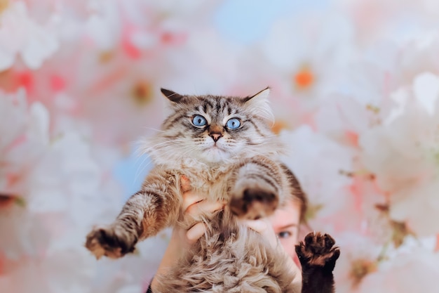 The girl holds the pedigree cat in front of her and the cat looks into the camera lens meowing