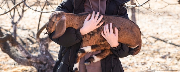 Girl holds young brown AngloNubian goat in her arms on farm on sunny spring day Front view