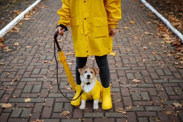 Фото Девушка в желтом плаще с зонтиком и джек-рассел-терьер стоит в парке