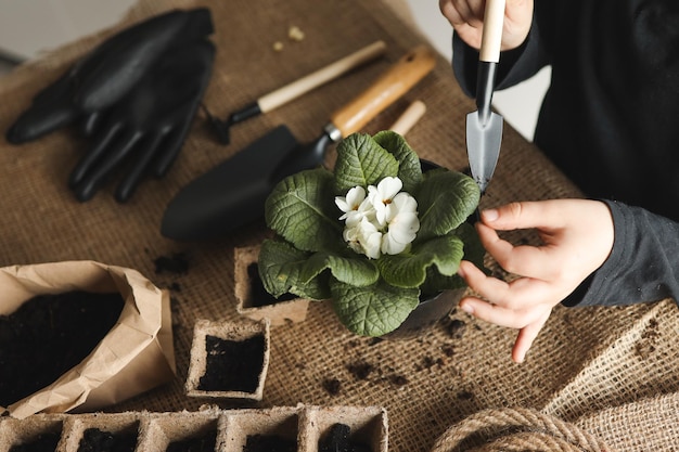 The girl is engaged in gardening a pot with a flowerpot in her hands