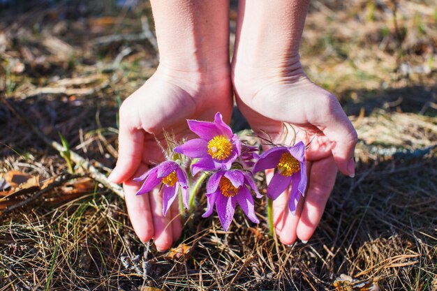 The girl is holding a dream grass