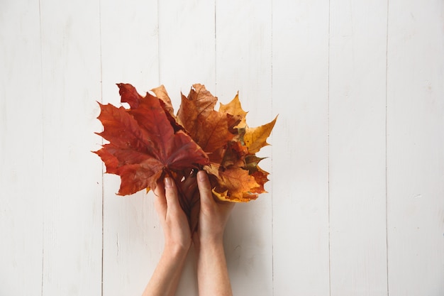 Girl is holding a fallen red color maple leaf on white background. 