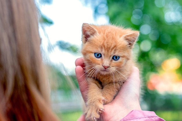 The girl is holding a red kitten in her hand