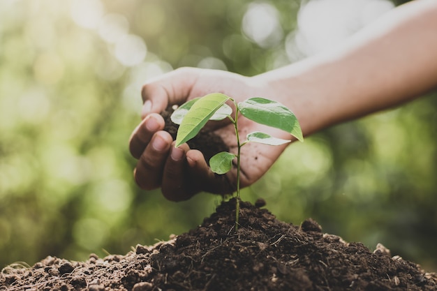 Girl is planting a tree.