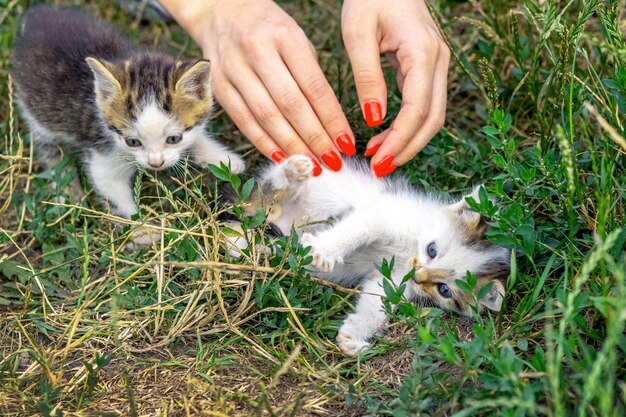 女の子が芝生の上の庭でかわいい子猫と遊んでいます。