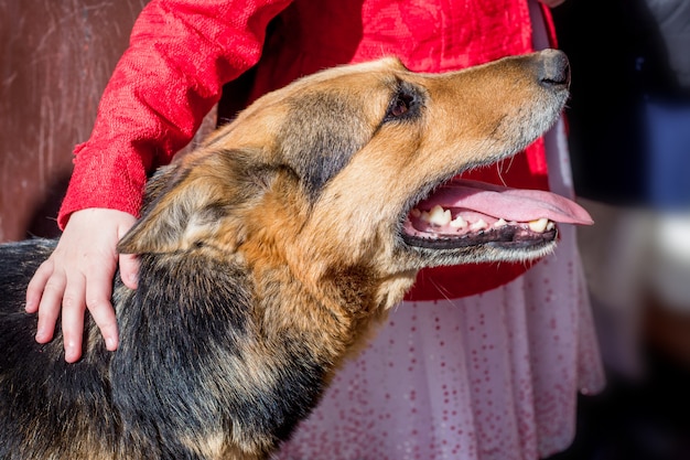 女の子は犬をなでます。少女と犬は親友です