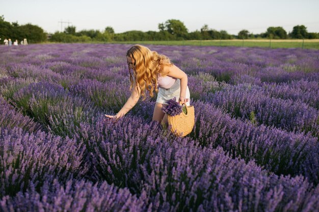 Girl in a lavender field Woman in a field of lavender flowers at sunset in a white dress France Provence