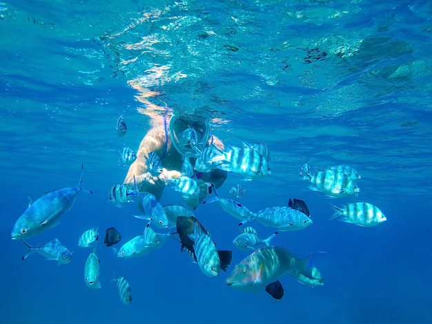 The girl in the mask under the water feeds the hands of predatory fish of the coral reef of the Red Sea