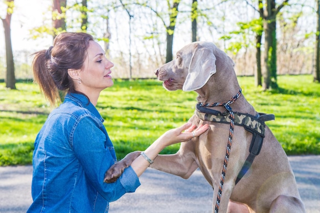 girl at the park with dog weimaraner