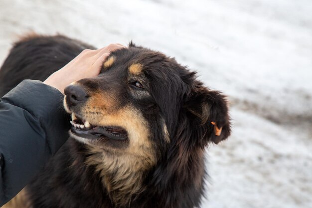 The girl pets a homeless dog Animal care A shelter for homeless animals