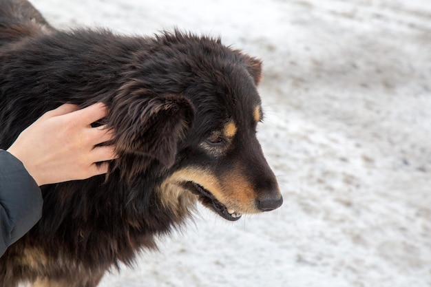 ホームレスの犬をかわいがる少女 アニマルケア ホームレスの動物のためのシェルター