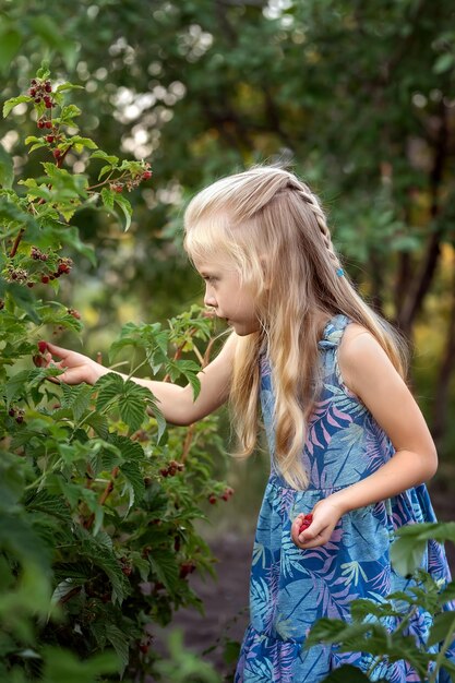 Girl picking ripe raspberries from bush in the garden