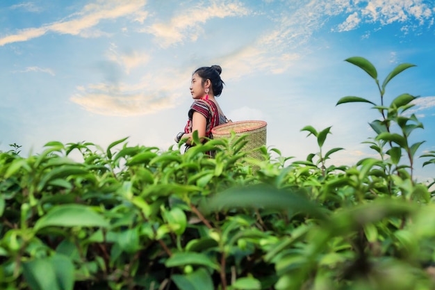 Girl picking tea leaves,Beautiful asian woman Harvesting tea leaves in the morning, tea leaves in th