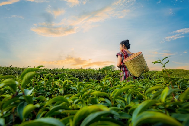 Girl picking tea leaves,beautiful asian woman harvesting tea\
leaves in the morning, tea leaves in th