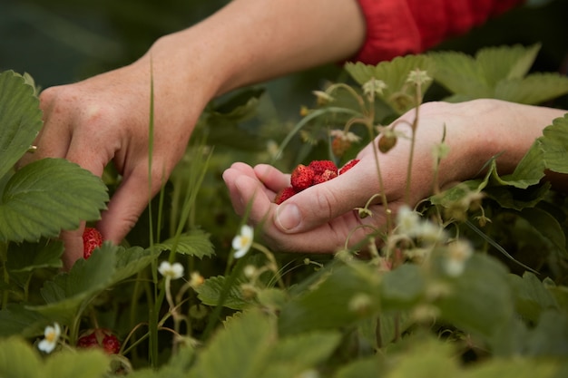 Foto la ragazza raccoglie le fragole in giardino