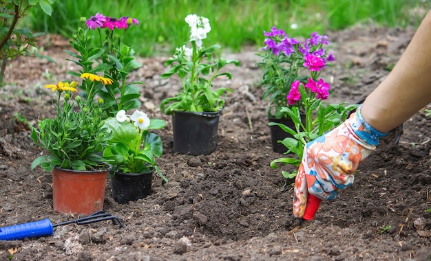 The girl plants flowers in the flowerbed. Selective focus