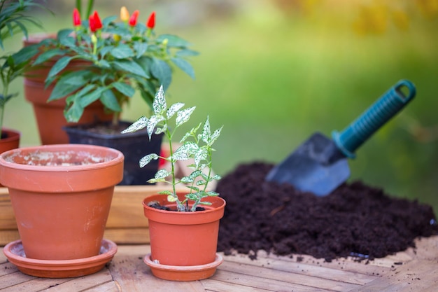 Girl plants a plant