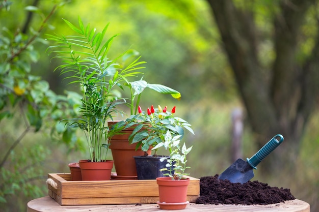 Girl plants a plant