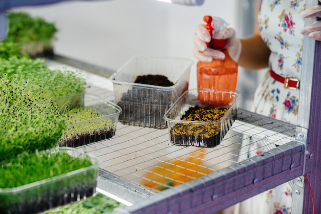 A girl plants seeds of micro greens close-up in a modern greenhouse. Healthy diet.