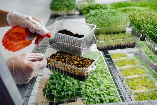 Photo a girl plants seeds of micro greens close-up in a modern greenhouse. healthy diet.