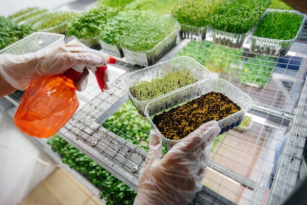 A girl plants seeds of micro greens close-up in a modern greenhouse