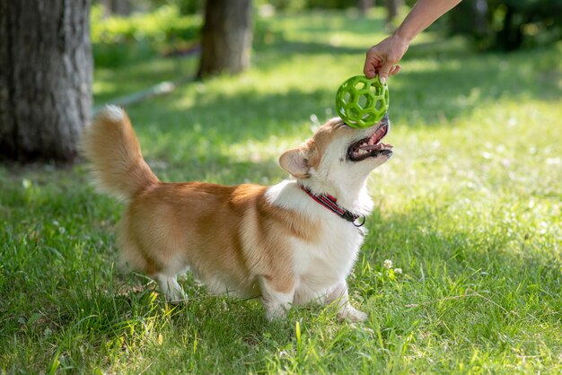 自然にボールで彼女の犬と遊ぶ少女