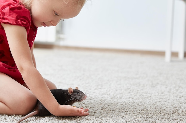 A girl plays with a domestic black rat Copy space