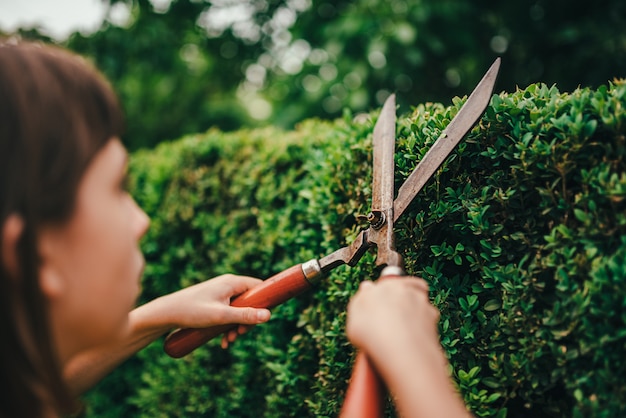 Girl pruning hedge with hand shears