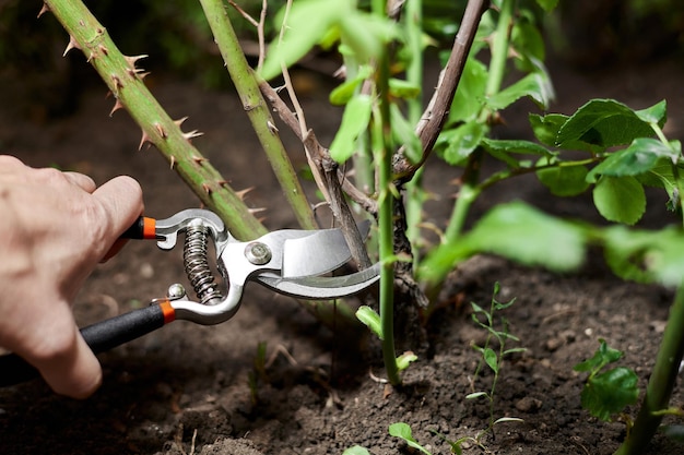 Girl pruning rose bushes with secateurs