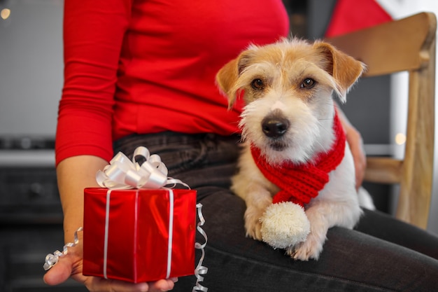 부엌에서 빨간 옷을 입은 소녀는 크리스마스 이브에 개에게 선물을 보여줍니다