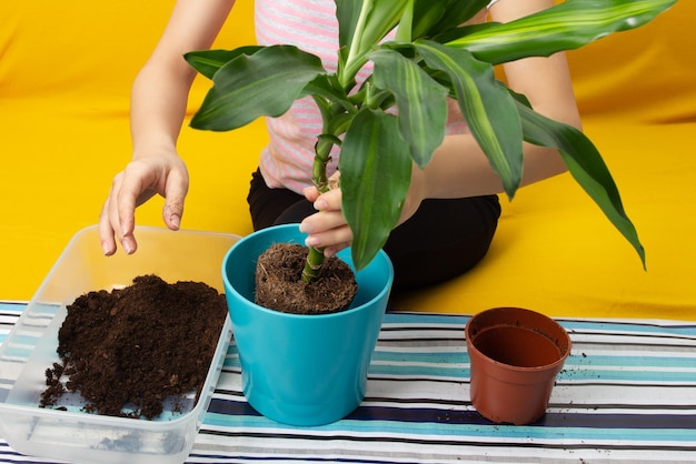 Girl replanting a plant in a pot