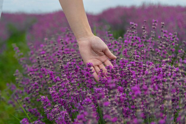 the girl rests in a lavender field Selective focus nature